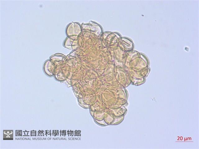 登錄號:S108093藏品圖，第1張