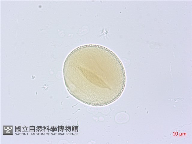漢氏山葡萄藏品圖，第1張