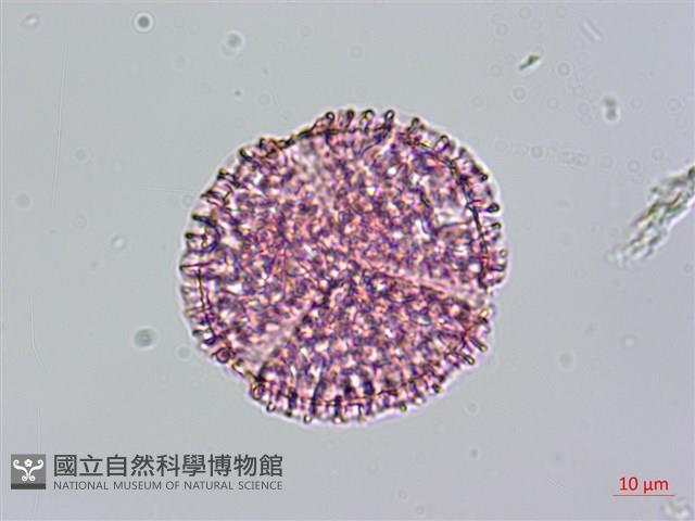 青牛膽藏品圖，第2張