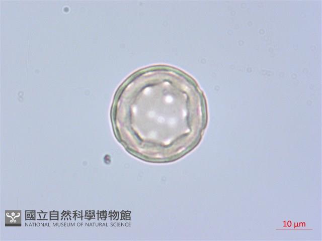 綠穗莧藏品圖，第2張