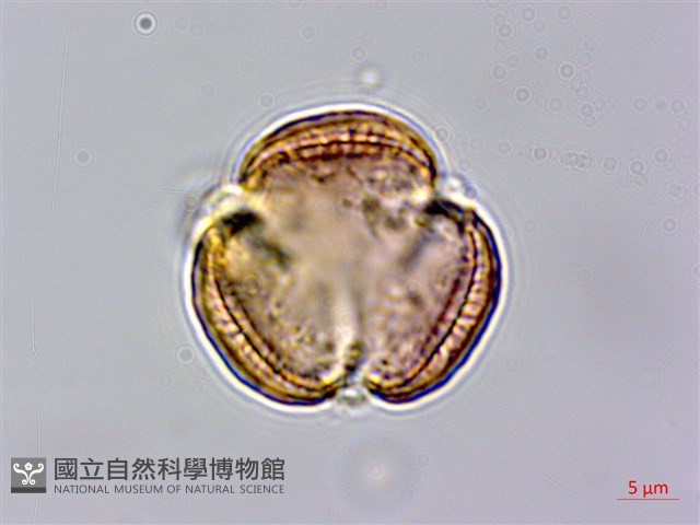 中南蒿藏品圖，第1張