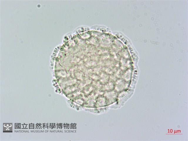 柳狀野扇花藏品圖，第2張