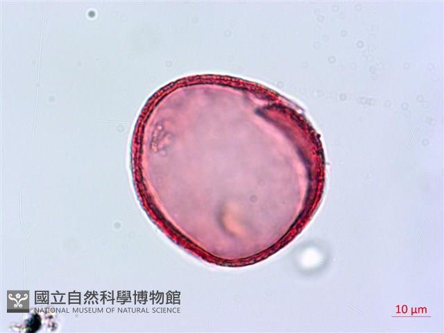 番仔林投藏品圖，第2張