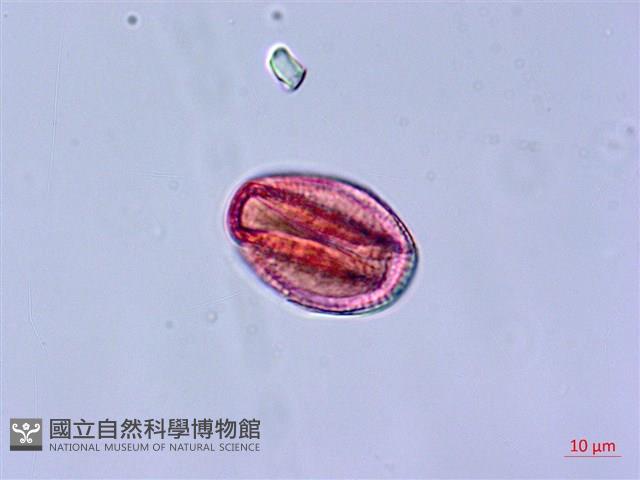 角桐草、台灣半蒴苣苔藏品圖，第2張