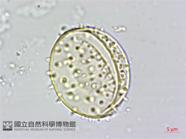 山棕藏品圖，第1張