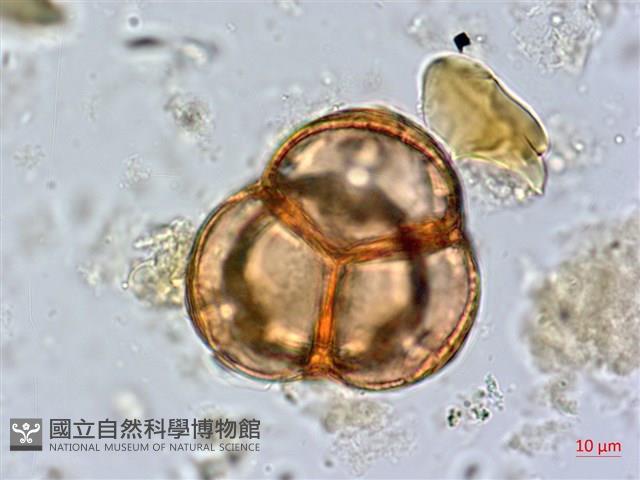 臺灣杜鵑藏品圖，第2張