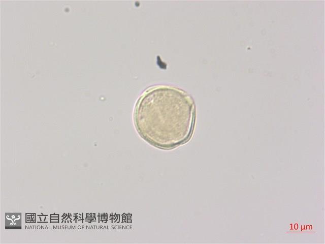 雷公根藏品圖，第1張