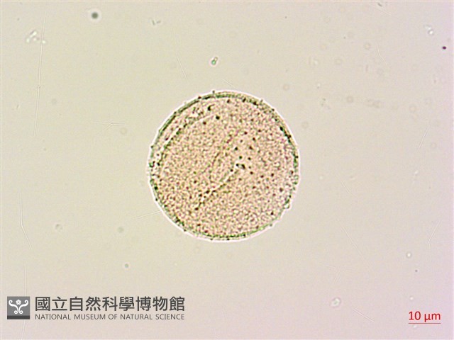 青脆枝藏品圖，第2張