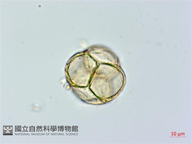 鹿蹄草藏品圖，第1張