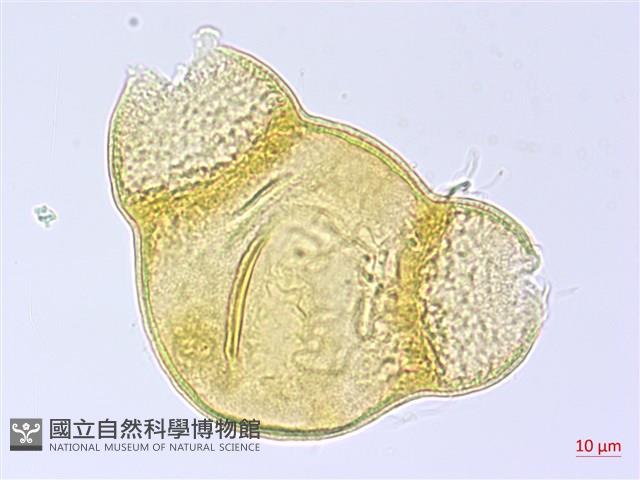 四翅月見草藏品圖，第2張