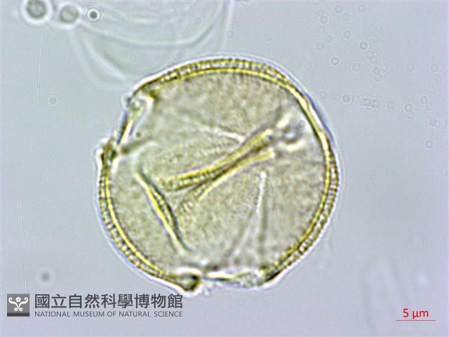 百金藏品圖，第1張