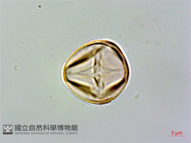 黃楊葉芒毛苣苔藏品圖，第1張