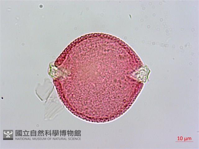 雞屎樹藏品圖，第1張