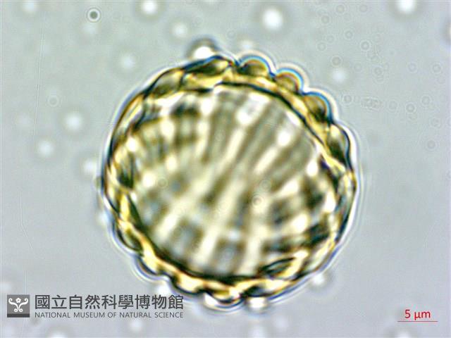 狹葉遠志藏品圖，第1張