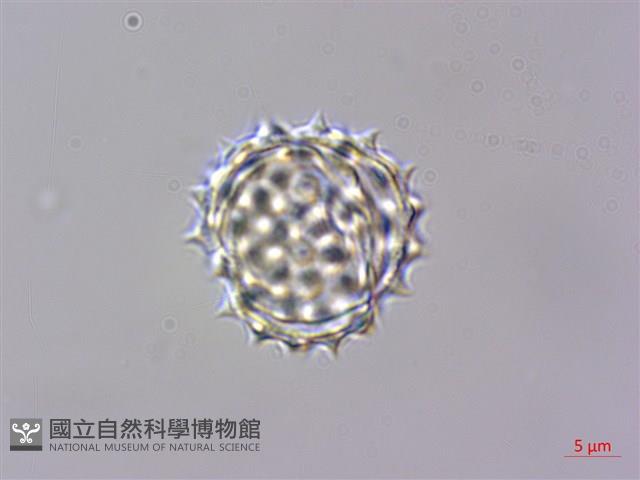 蓬萊籟簫藏品圖，第2張