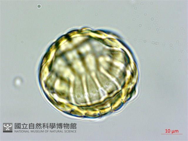 香港遠志藏品圖，第1張