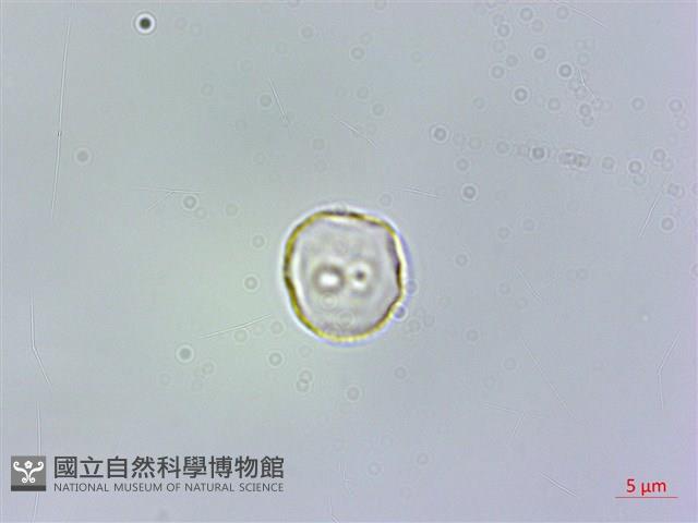 樓梯草藏品圖，第1張