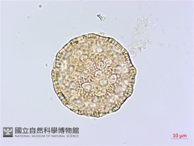 登錄號:S148226藏品圖，第1張