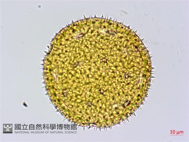 黃細心藏品圖，第1張