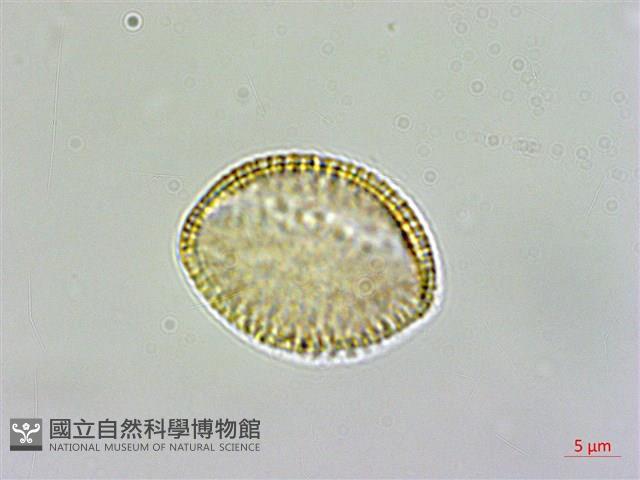 薺藏品圖，第1張