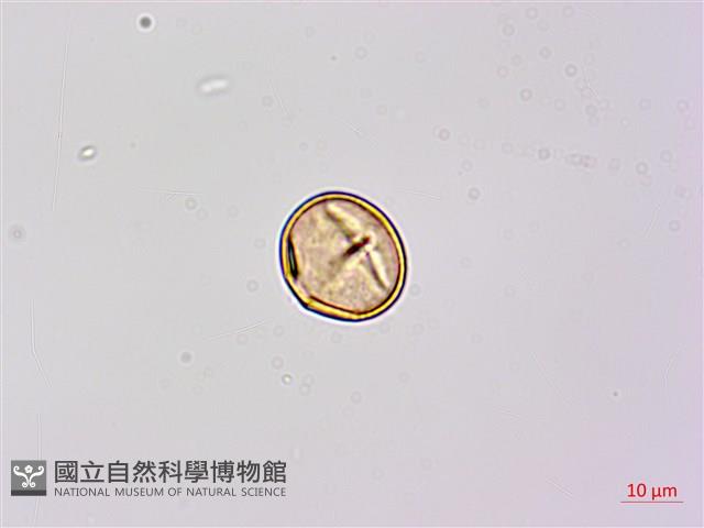 小槐花藏品圖，第1張