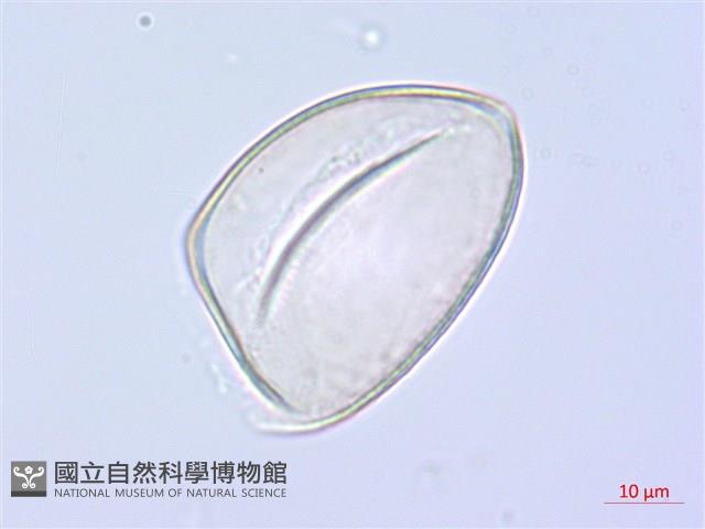 萎蕤藏品圖，第1張