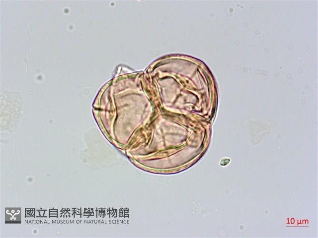 森氏杜鵑、森氏滿江紅藏品圖，第2張