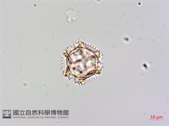 黃鵪菜藏品圖，第1張