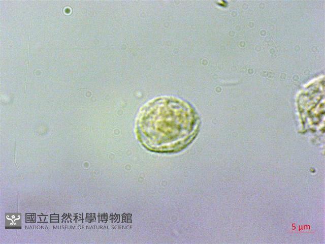 吐煙花藏品圖，第1張