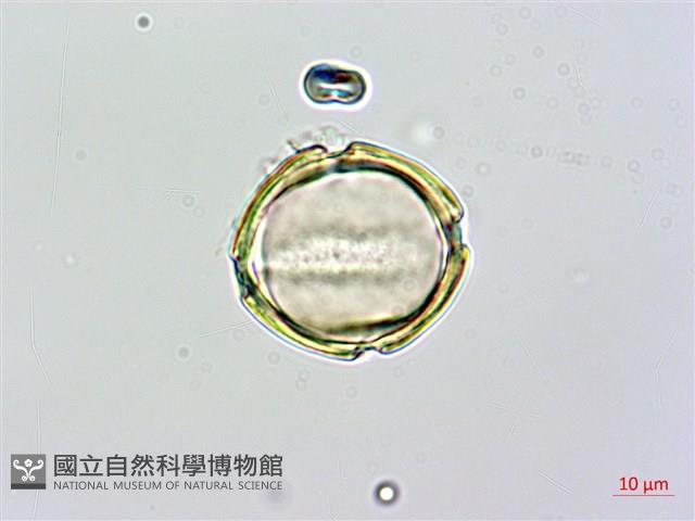 蘭嶼馬蹄花藏品圖，第2張