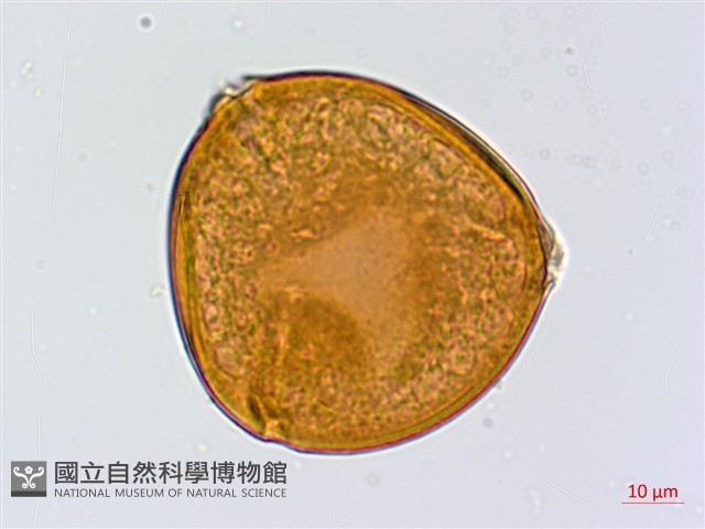 鄧氏胡頹子藏品圖，第2張