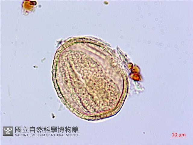 莔麻葉捕魚木、散麻樹藏品圖，第1張