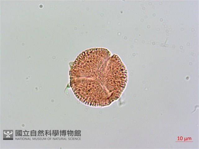 紅珠藤藏品圖，第1張