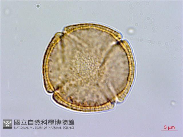 齒果酸模藏品圖，第1張