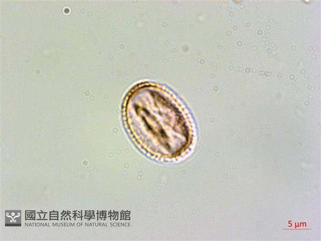 水金京藏品圖，第1張