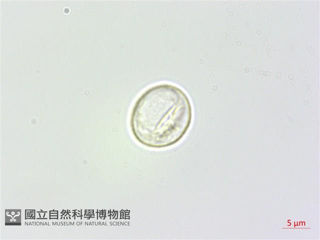 懸鈴木葉苧麻藏品圖，第1張