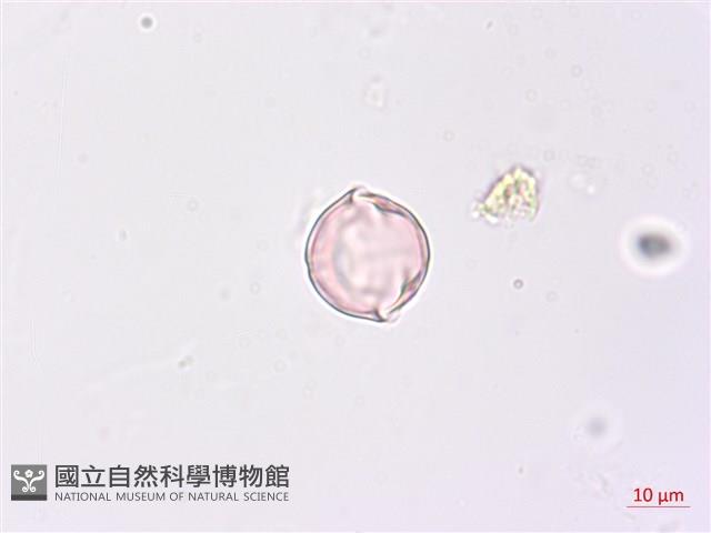 毛酸漿藏品圖，第1張