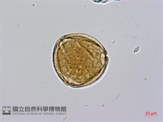 皺葉酸模藏品圖，第1張