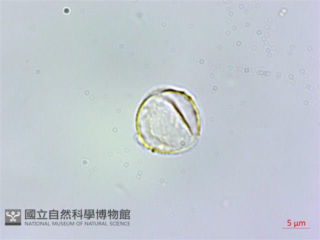 糙梗樓梯草藏品圖，第1張