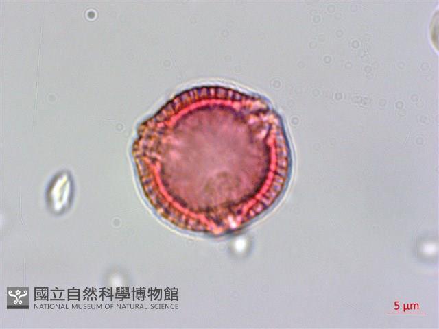 雷公藤藏品圖，第2張