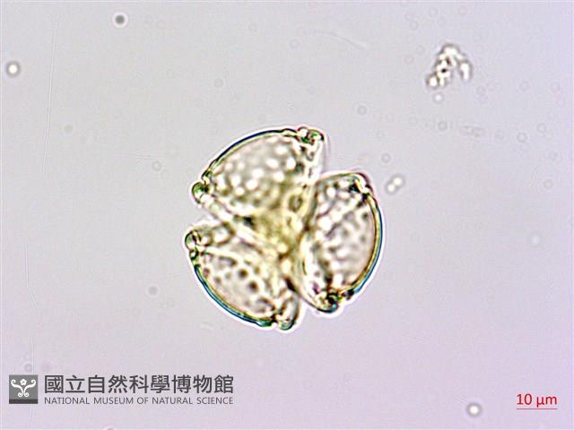 水茄苳、穗花棋盤腳樹藏品圖，第1張