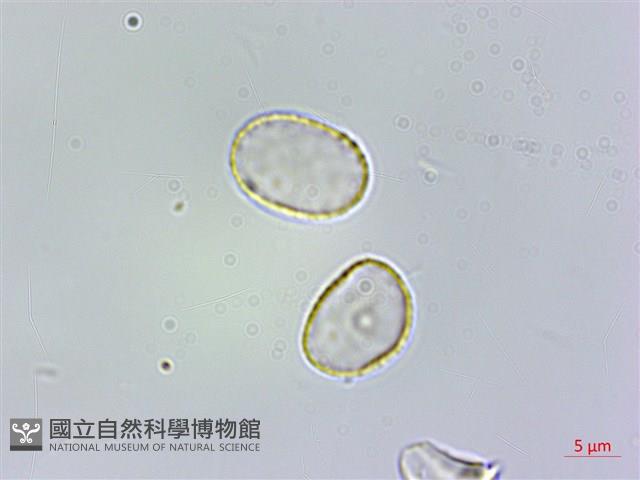 冷清草藏品圖，第1張