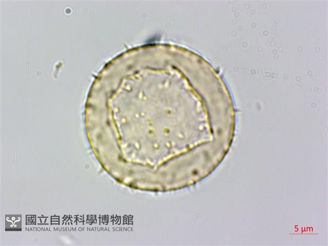 菝契藏品圖，第1張