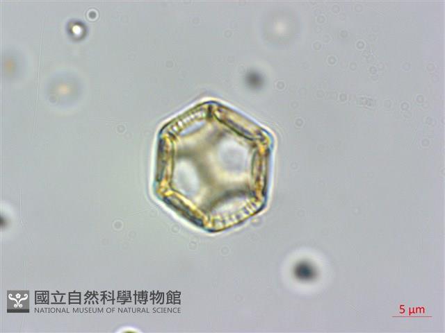 蓮子草藏品圖，第2張