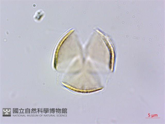 南台灣黃岑藏品圖，第2張