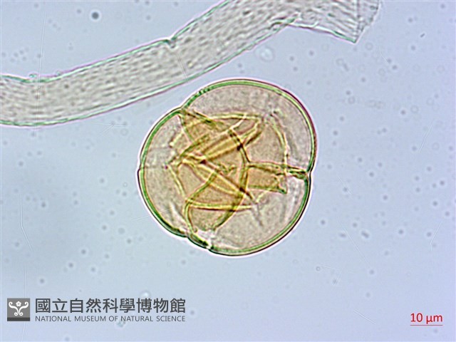 鞍馬山越橘藏品圖，第2張
