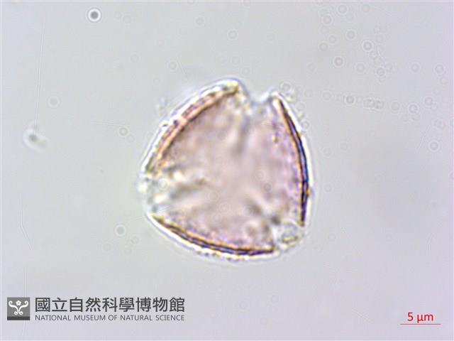 毛苦參藏品圖，第2張