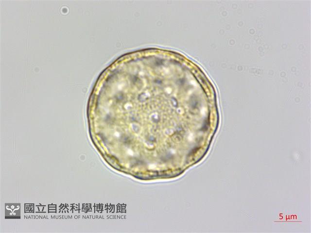 藜、灰藜藏品圖，第2張