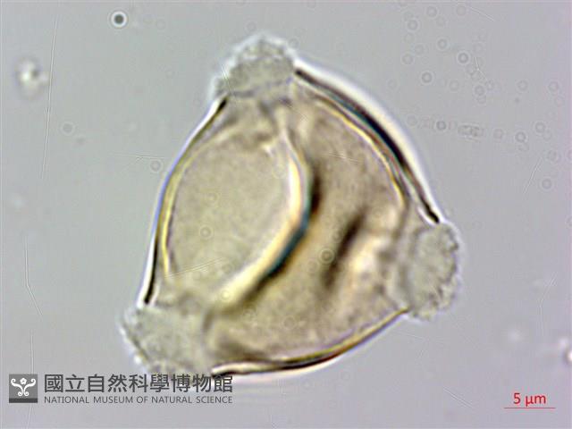 燈籠草藏品圖，第2張