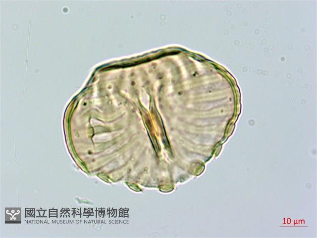 巨葉花遠志藏品圖，第1張